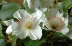 Eucryphia white flowers